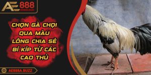 chon-ga-choi-qua-mau-long