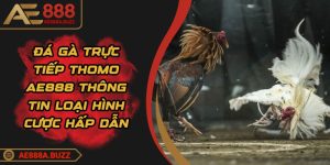 da-ga-truc-tiep-thomo-ae888