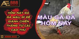 hom-nay-da-ga-mau-gi
