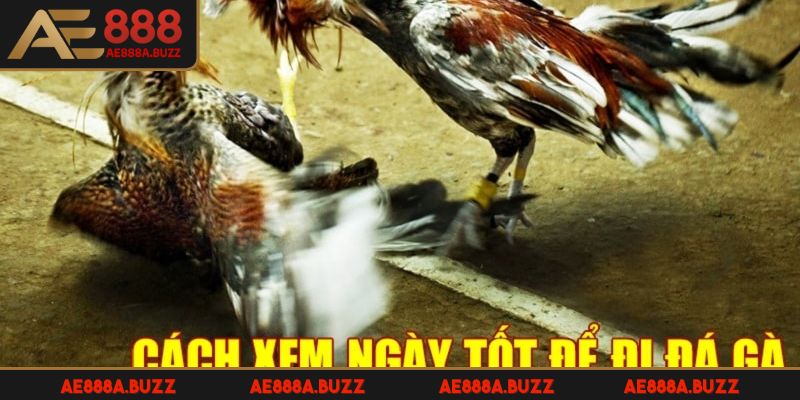 ngay-da-ga-tim-hieu
